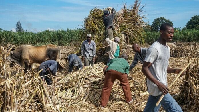 Central Romana afirma vela por la salud, educación, vivienda y alimentación de sus empleados