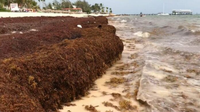 UFHEC realiza investigaciones para convertir el sargazo en biocombustible