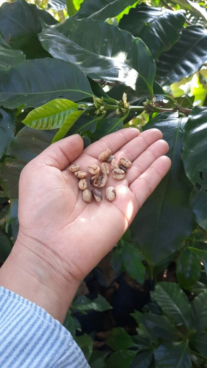 Día Nacional del Café