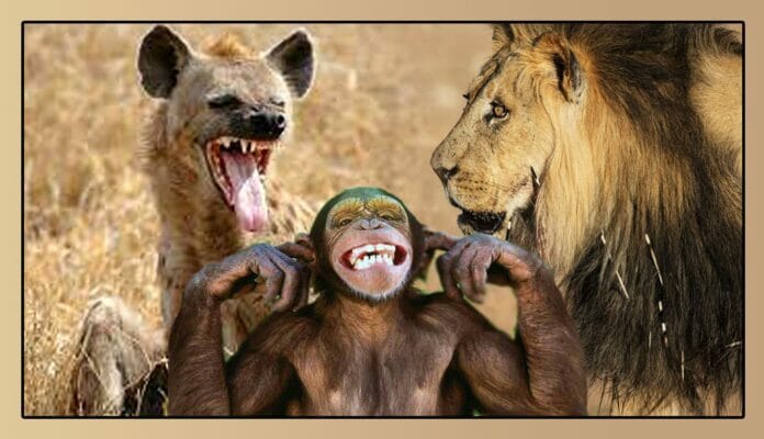 Metáfora, “Las estrategias del León Herido”