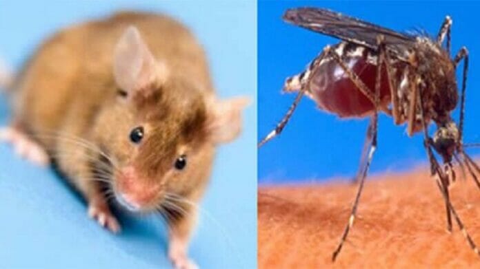 leptospirosis