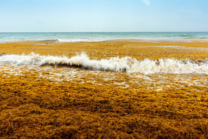 Sargazo: mal olor afecta comercios y hogares de la Ciudad Colonia