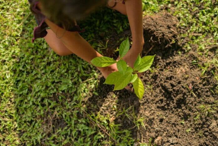 Economía se une al Plan Nacional de Reforestación