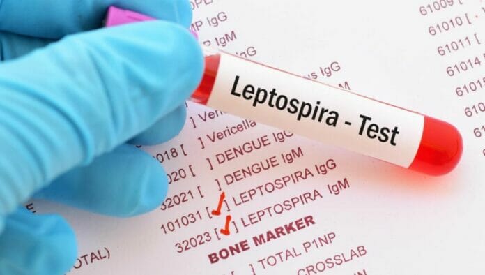 Leptospirosis