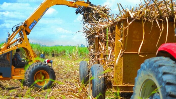 Producción de azúcar en RD tuvo déficit de 138,059 toneladas este año