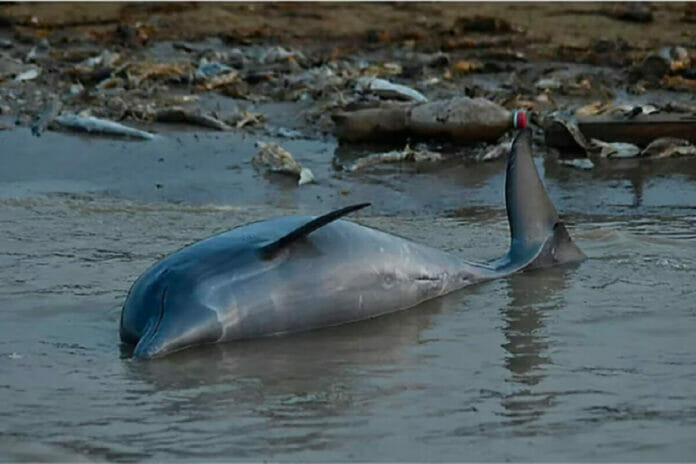 Delfines
