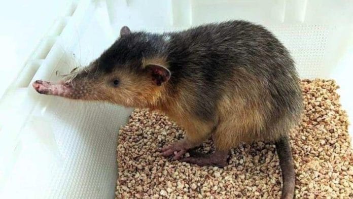 Medio Ambiente libera solenodonte en el Monumento Natural Saltos de la Damajagua