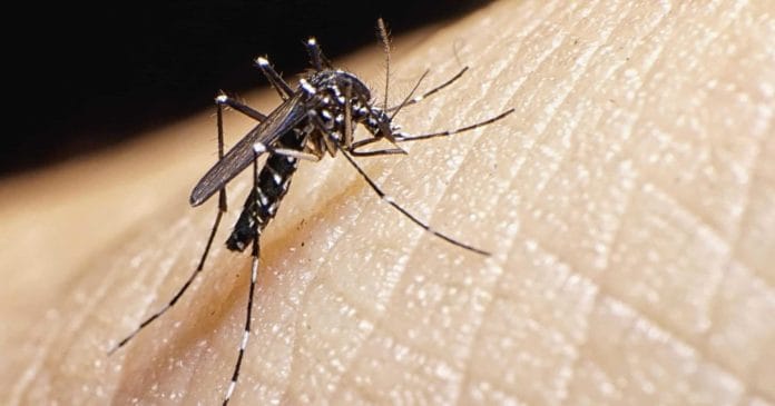 RD no registra brote de dengue