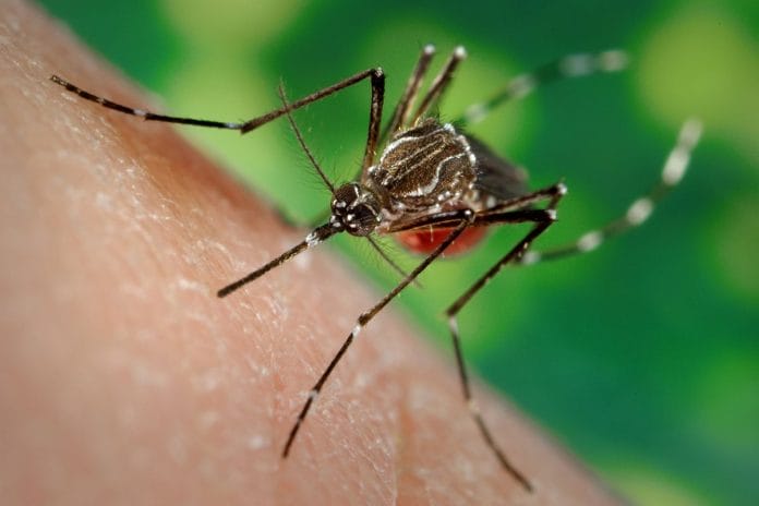 Salud Pública emite alerta epidemiológica por casos de dengue en Las Américas