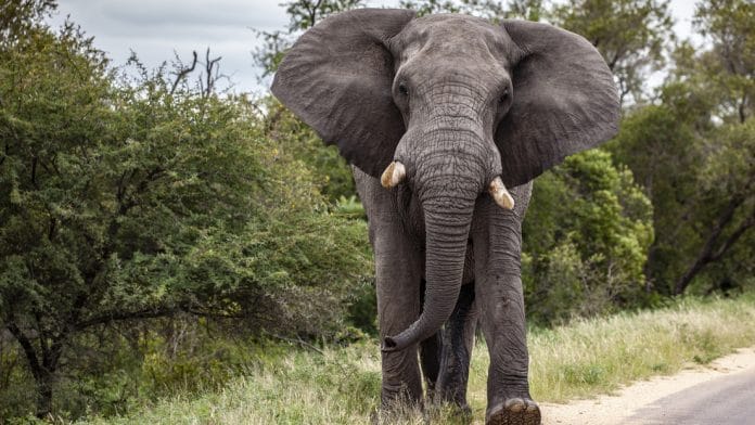 Elefante ataca turistas en un safari en Zambia