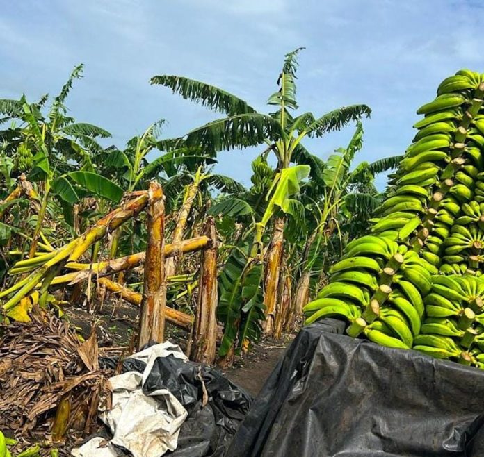 Inespre inicia compra de plátanos a productores de distintas provincias afectados por mal tiempo