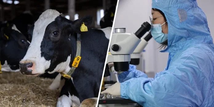Detectaron un nuevo caso de gripe aviar en humanos vinculado al brote en vacas lecheras en EEUU
