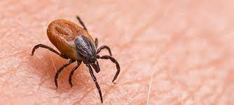 descarga - 2024-05-01T123726.486