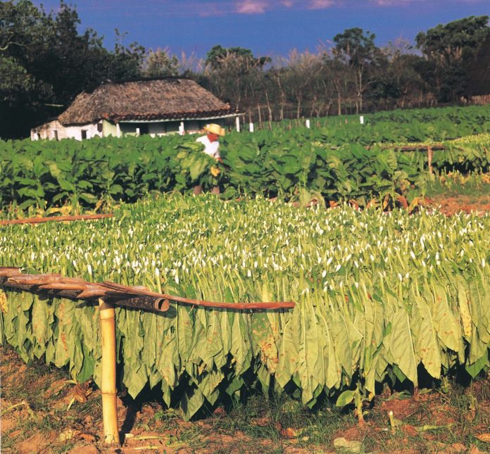 Exportaciones de tabaco del país sumaron US$417.7 millones