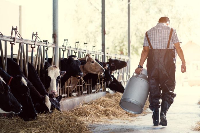 Virus de la influenza aviar permanece activo en el equipo para ordeñar vacas durante por lo menos una hora