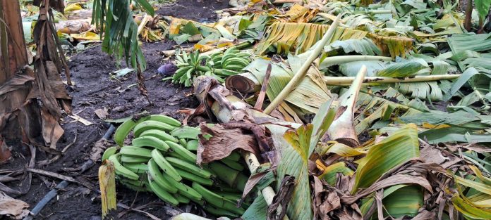 Auxilian productores de plátanos afectados por fenómenos atmosféricos de los últimos días