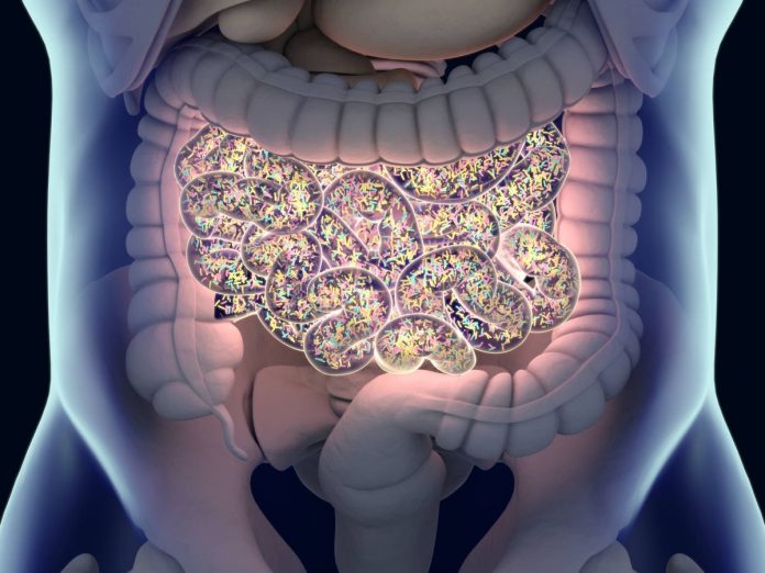 Científicos descubren qué gérmenes intestinales desencadenan la alimentación compulsiva