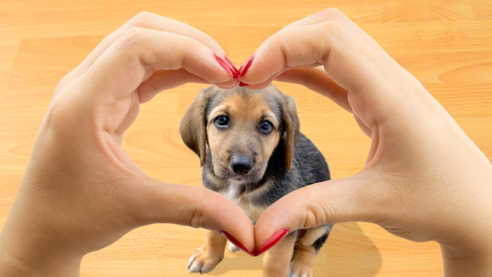 Identifican genes que hacen que humanos y perros labradores sean propensos a la obesidad