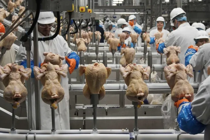 El Departamento de Agricultura de EE.UU. endurece las normas sobre la salmonela en aves de corral