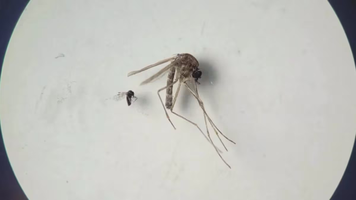 Descubren que una infección similar al dengue puede transmitirse durante el embarazo