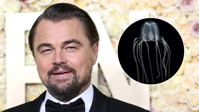 Leonardo DiCaprio fue picado por una medusa durante un paseo en el mar