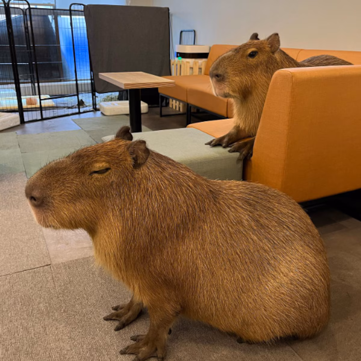 WPCWCBF22NEKXG4AHCCXGWERAQ