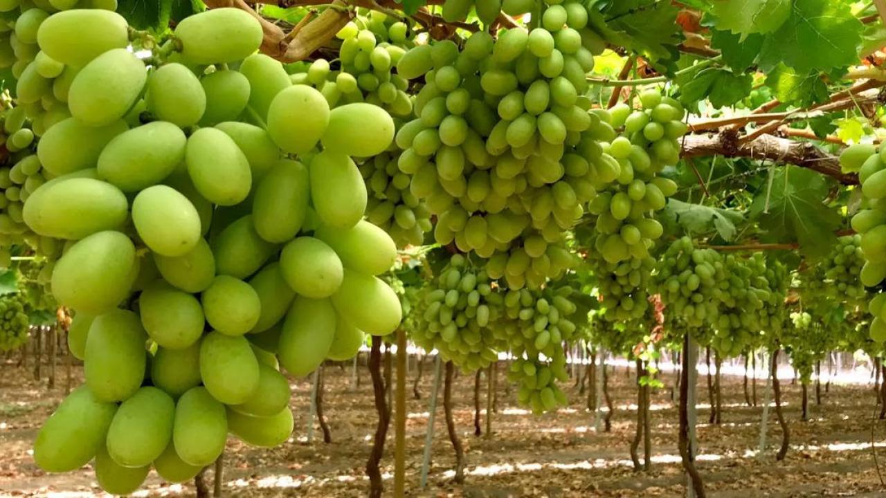 uvas