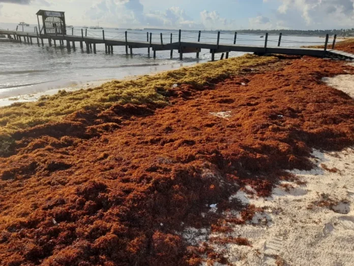 La iniciativa incluye, además, el despliegue de brigadas técnicas, inspección de los protocolos actuales de limpieza, análisis de impacto ambiental y evaluación de las soluciones más viables, según un comunicado ministerial.