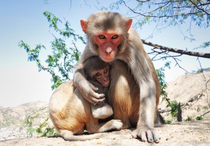 El director general del parque dominicano, Nayib Aude, expresó que esta iniciativa busca “enriquecer las colecciones biológicas de nuestro parque con fines educativos y de conservación”.