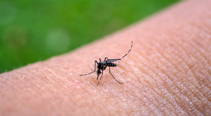 Ministerio de Salud informa detección de tres casos importados de chikungunya