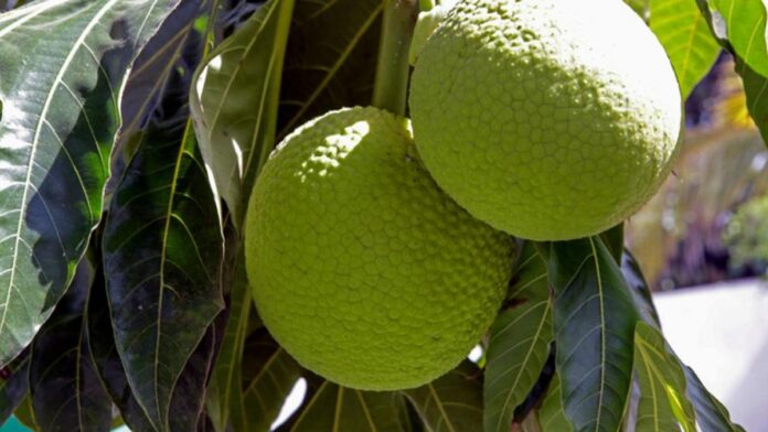 RD Lidera Exportaciones con 5,000 Toneladas de Castaña de Masa