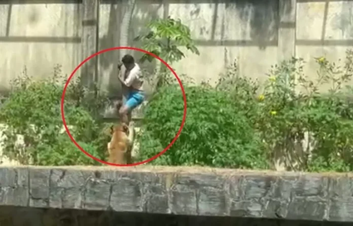 Leona mata a joven de 19 años tras ingresar al hábitat en un zoológico de Brasil