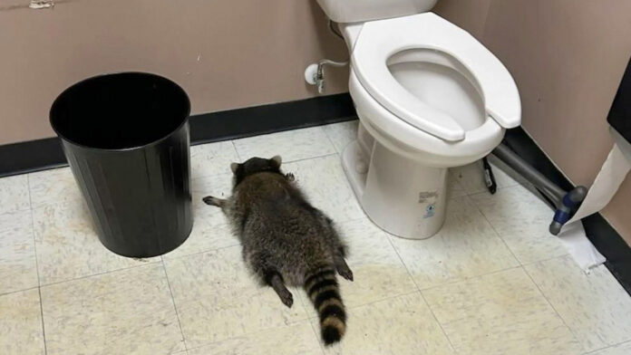 Al llegar, encontró que el “sospechoso” había entrado a la fuerza, saqueado varios estantes y terminado desmayado en el baño. Las imágenes compartidas muestran al animal tendido en el piso junto a botellas rotas.
