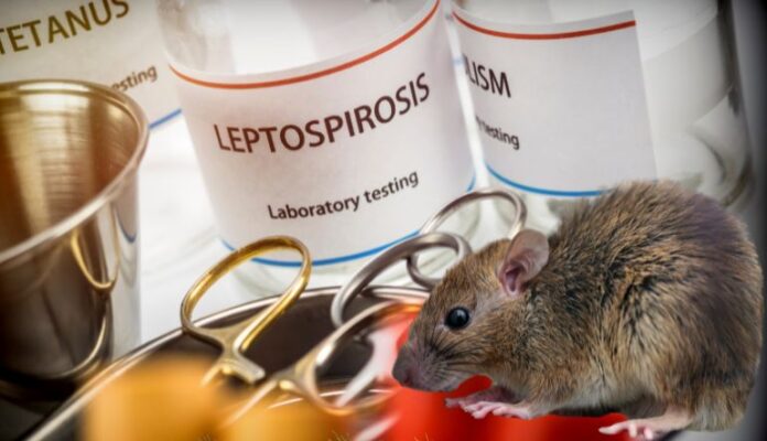 SP reporta reducción del dengue y la malaria, pero advierte aumento de leptospirosis