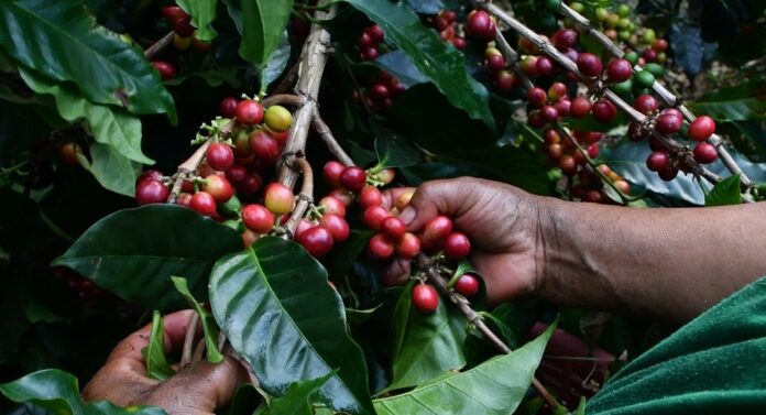 Panamá lleva a Fitur 2026 su café más exclusivo y una agenda de turismo sostenible