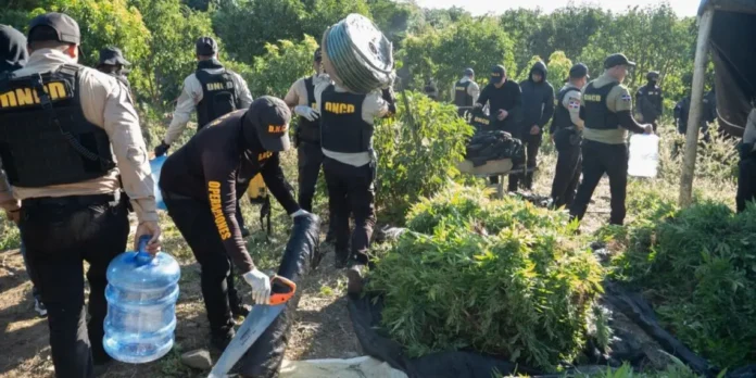 Tribunal de Ocoa ordena libertad de tres implicados en caso de más de 3,500 matas de marihuana
