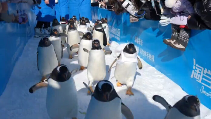 Algunos, ataviados con corbatas y moños como auténticos 'caballeros polares', se suman a los populares atractivos de hielo y nieve y ofrecen una experiencia cercana al mundo polar.