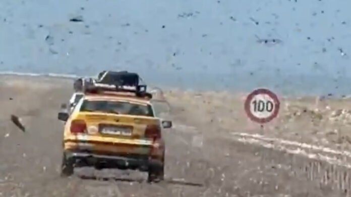 Las imágenes captadas en video muestran cómo miles de insectos sobrevuelan la carretera y chocan con los vehículos que circulan por allí.