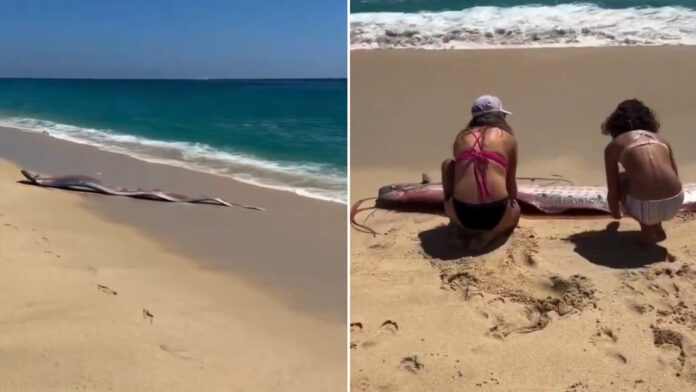 Tras el hallazgo, como se puede observar en el video publicado, otros turistas se acercaron y empujaron a los ejemplares hacia el agua, logrando que volvieran al mar.