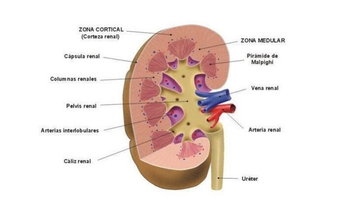 La ERC es un padecimiento progresivo que afecta a millones de personas en el mundo, caracterizado por la pérdida gradual de la función renal y que suele presentar síntomas tardíos e inespecíficos, lo que dificulta su detección oportuna.