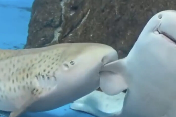 Graban un inusual coqueteo entre tiburones leopardo