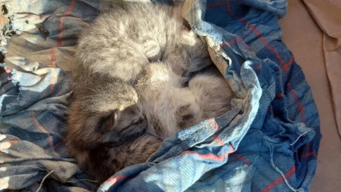 Los rescatistas no abandonaron a los pequeños a su suerte y se encargaron de su bienestar. Planean llevarlos consigo de regreso a su provincia natal una vez que terminen sus tareas en el sur de Rusia.