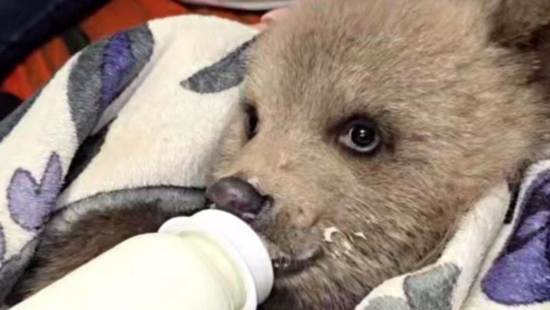 La osita que sobrevivió cuando todo parecía perdido