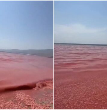Playa en Omán se tiñe de rojo por masiva muerte de camarones y krill El fenómeno, que en imágenes da la impresión de que el agua ha cambiado de color, se explica por la enorme acumulación de estos pequeños crustáceos en la arena, lo que crea un efecto visual rojizo al extenderse por amplias zonas de la costa.