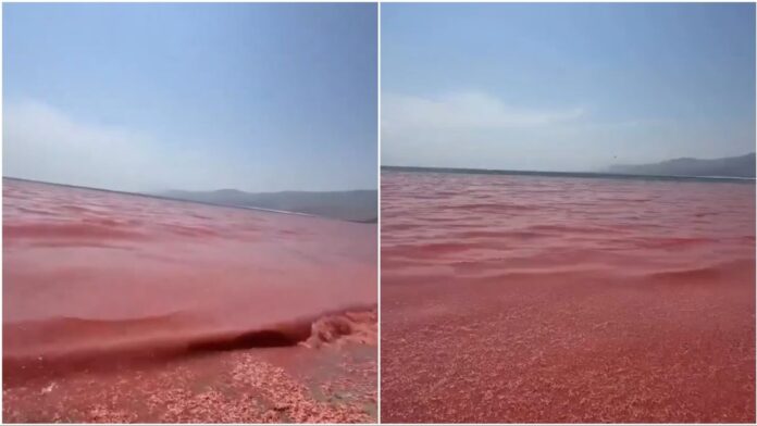 El fenómeno, que en imágenes da la impresión de que el agua ha cambiado de color, se explica por la enorme acumulación de estos pequeños crustáceos en la arena, lo que crea un efecto visual rojizo al extenderse por amplias zonas de la costa.