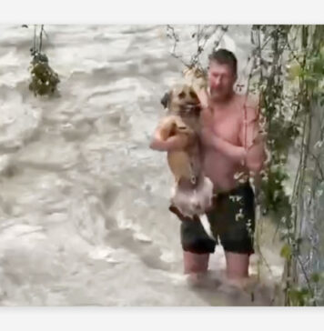 Salva a un perro de morir en un río embravecido Salva a un perro de morir en un río embravecido