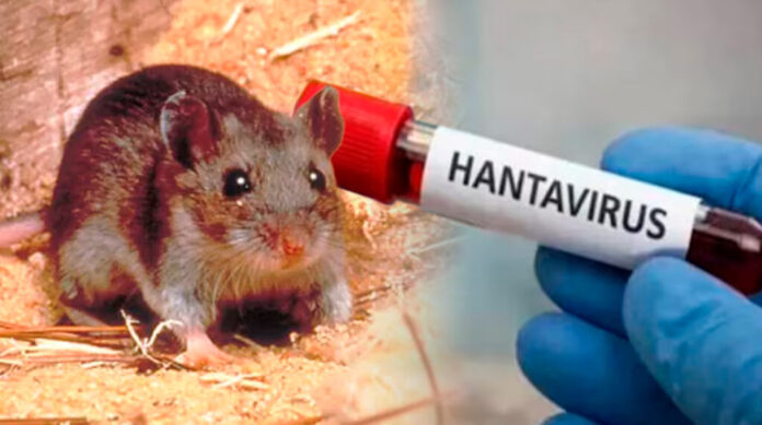 ¿Y por qué 42 días? Porque el periodo de incubación «puede alargarse hasta ocho semanas para los hantavirus, pero puede ser de hasta seis semanas en el caso del virus Andes», explicó Van Kerkhove.
