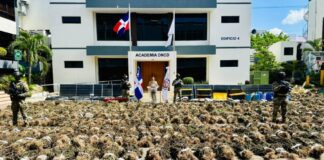 DNCD interviene siembra de marihuana en San José de Ocoa con más de 15 mil plantas