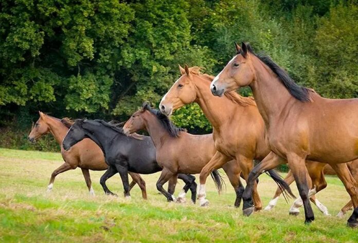 Hoy se celebra el Día Mundial del Caballo con especial énfasis en el bienestar animal