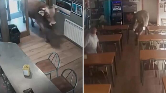 Aterrador momento en que un toro furioso irrumpe en un bar
